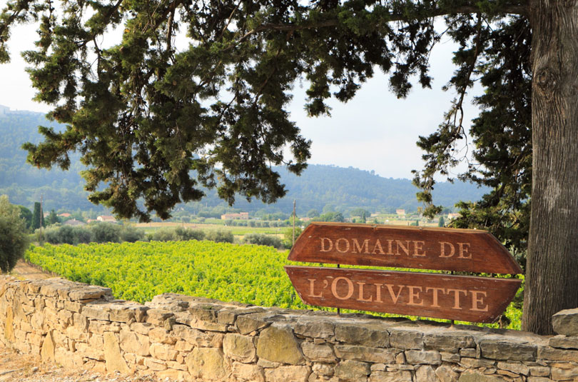 olivette