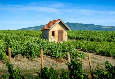 cave_martiniere_-_vignettes_-_regions_viticoles_-__0014_beaujolais_1236176812